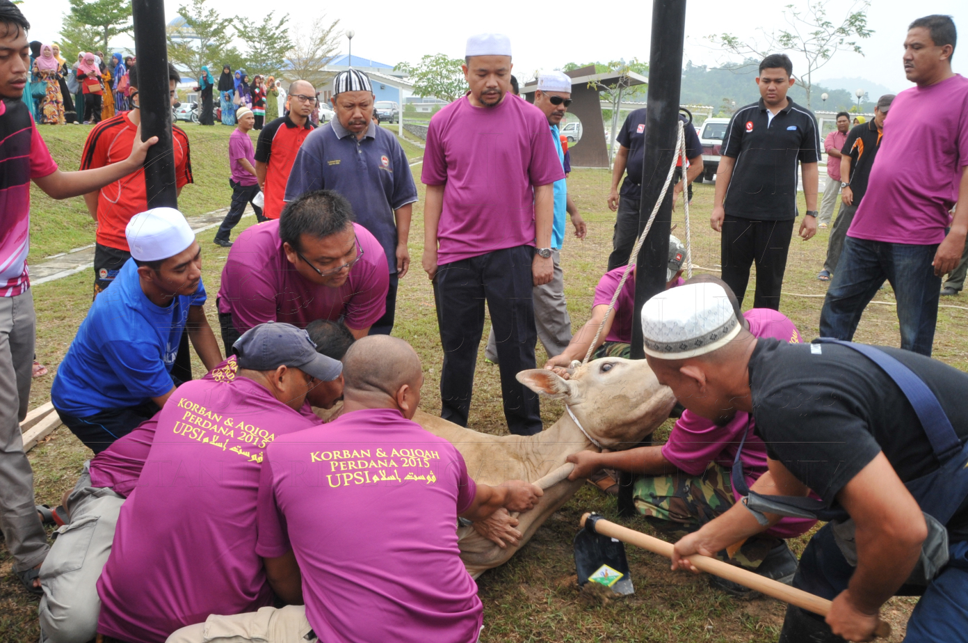 PRO15 150 KORBAN HAS 6697